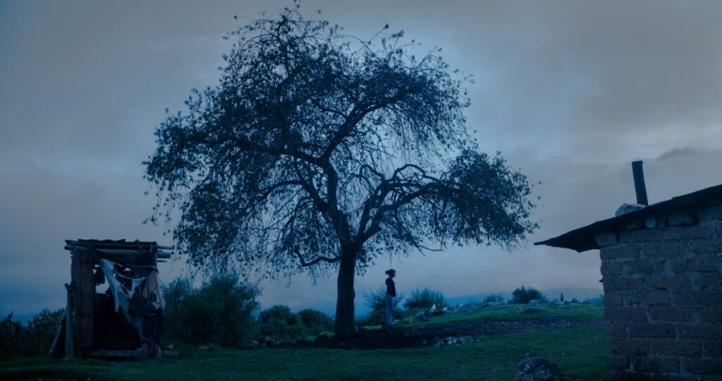 Arbol en el campo, persona diminuta