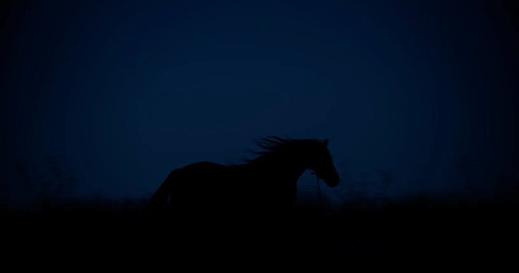 Silueta caballo sobre fondo azul