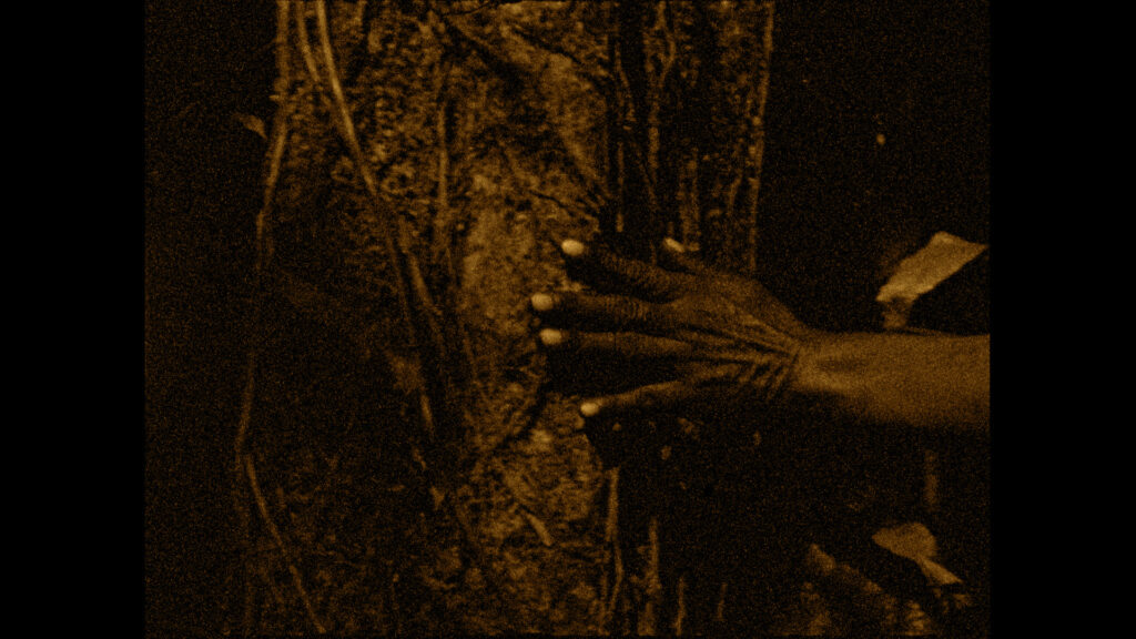 Fotografía antigua mano tocando un árbol